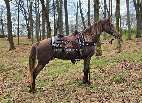quiet-disposition-tennessee-walking-horse