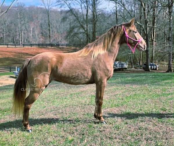 chocolate-mare-horse