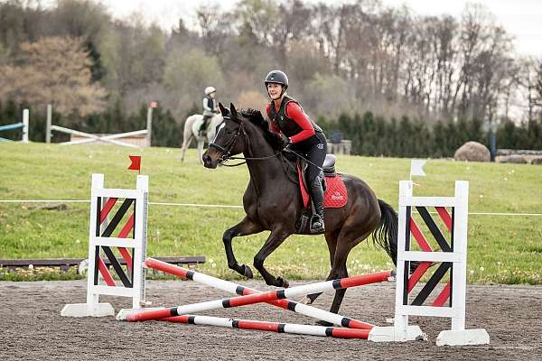 young-sport-horse-belgian-warmblood