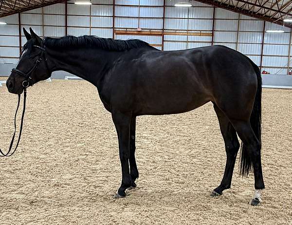 2022-mare-dutch-warmblood-horse
