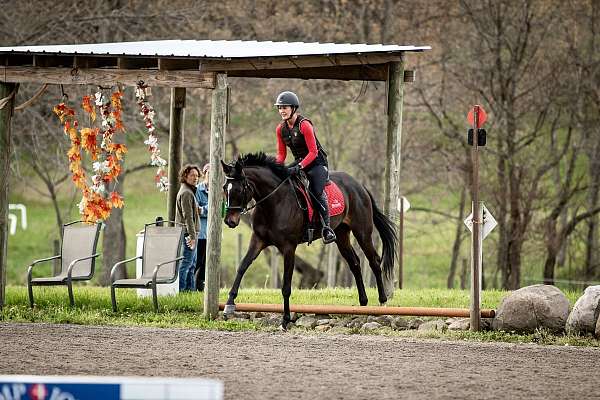 westfalen-mare-dutch-warmblood-horse