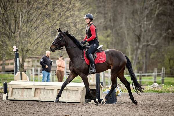 young-sport-horse-dutch-warmblood