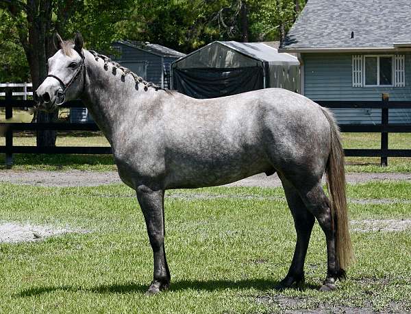 amateur-connemara-pony