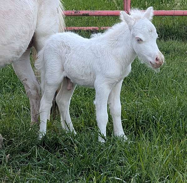 white-amha-amhr-colt
