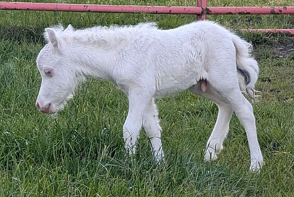 miniature-colt