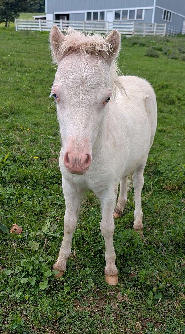 miniature-horse-for-sale