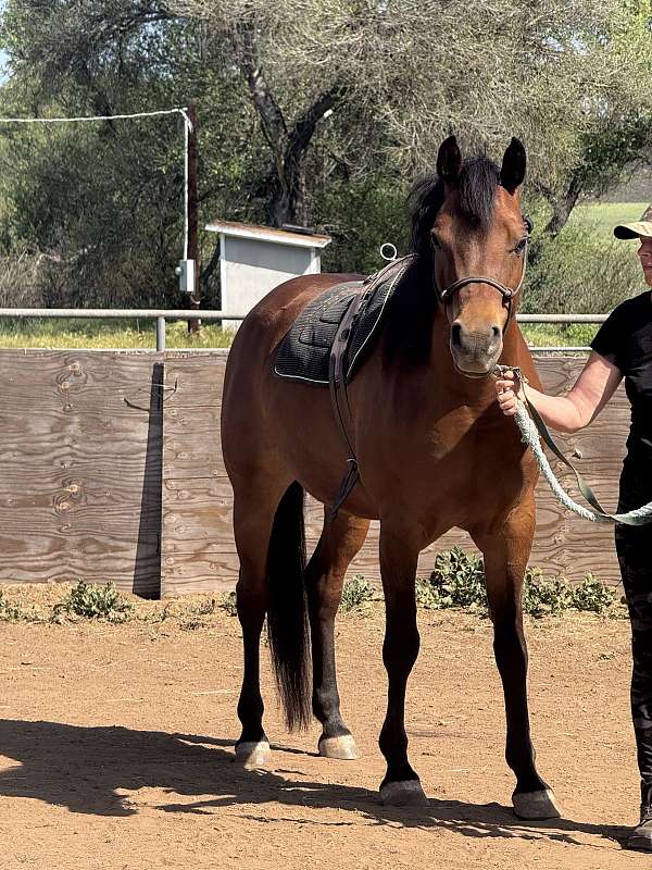arabian-gelding