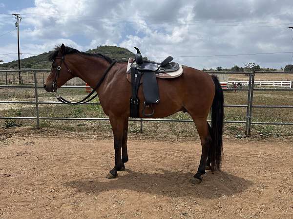 arabian-horse-for-sale