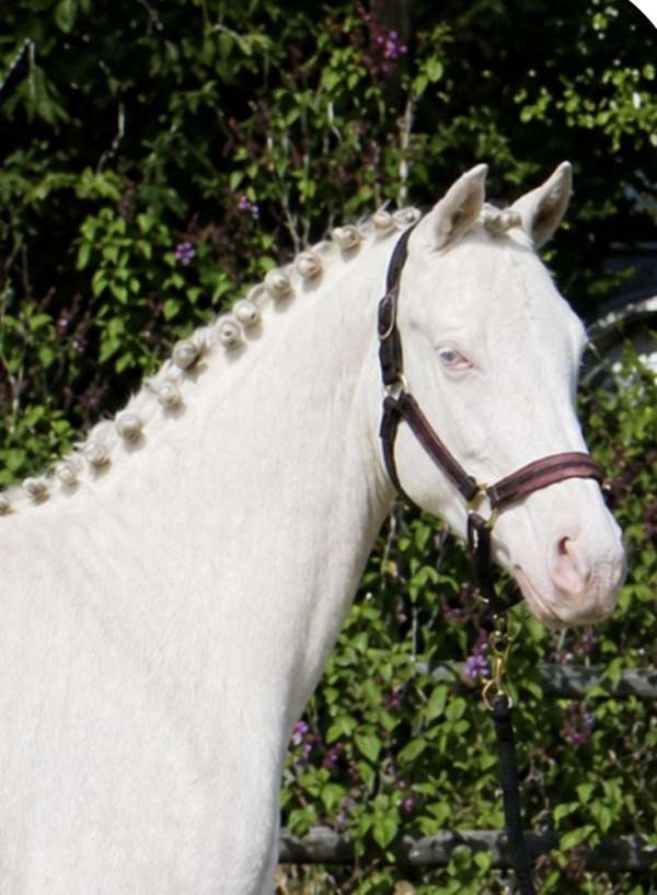 palomino-filly-stallion-for-sale