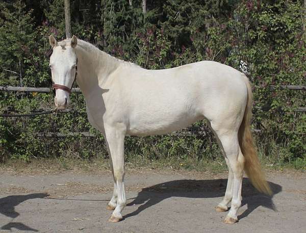 palomino-palomino-pony-filly-stallion