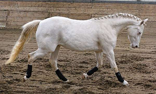 palomino-pony-filly-stallion