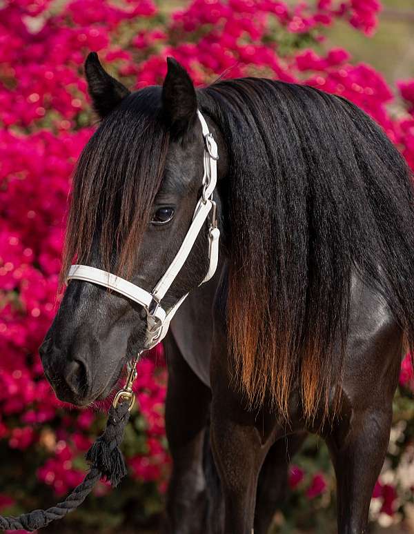 west-coast-fell-ponies-pony