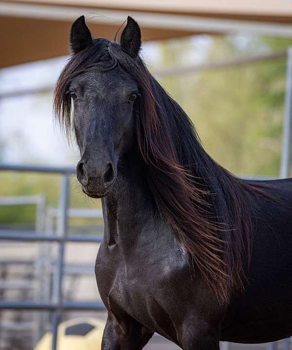 breeding-fell-ponies-pony