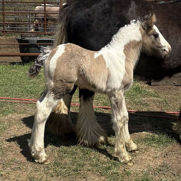 grulla-show-stallion-horse