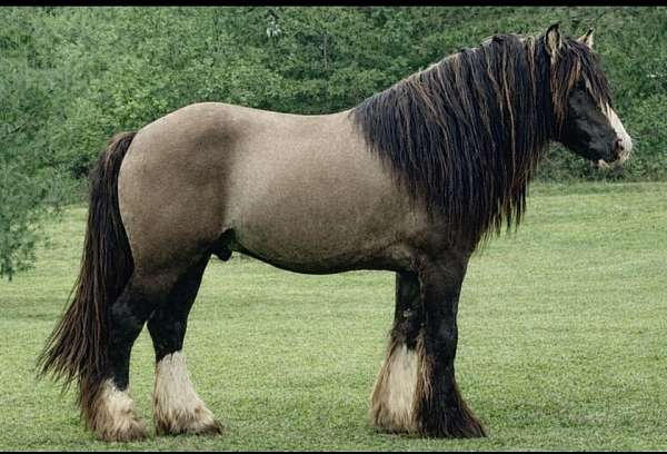 homozygous-black-gypsy-vanner-horse
