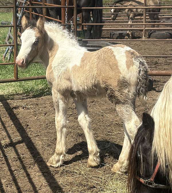 grulla-gypsy-vanner-colt