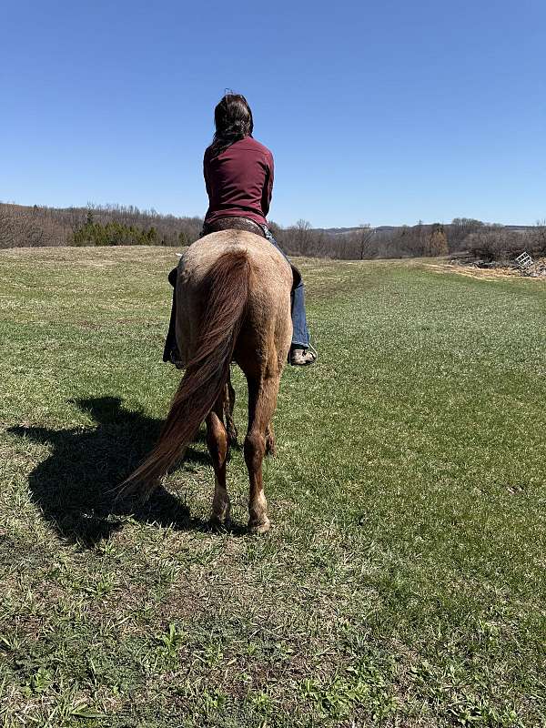 quarter-horse