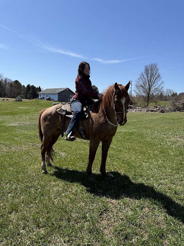 quarter-horse-gelding