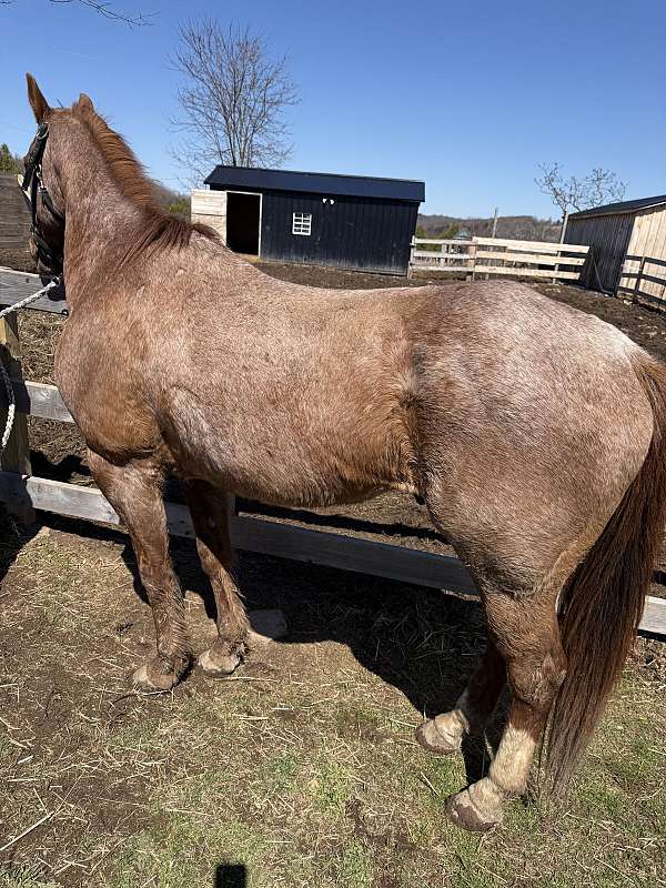 quarter-horse-for-sale