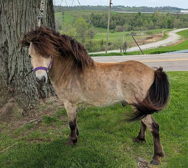 double-registered-stallion-miniature-horse