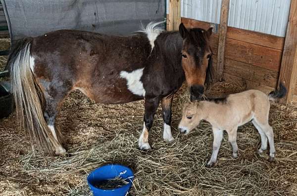 buckskin-double-registered-stallion-horse
