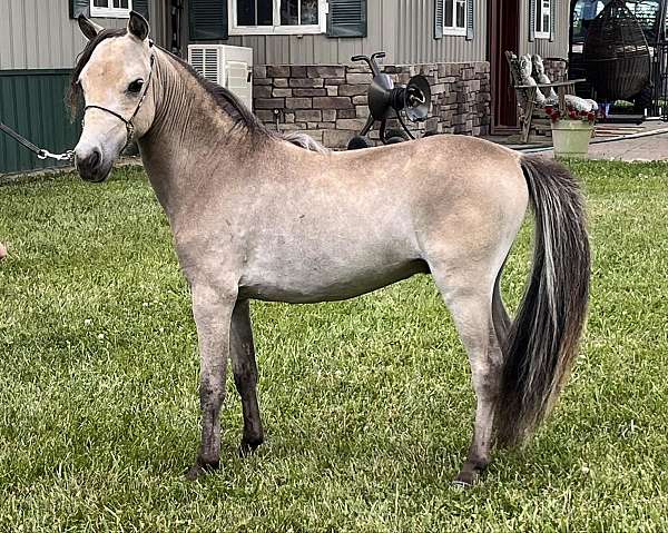 breeding-palomino-pinto-horse