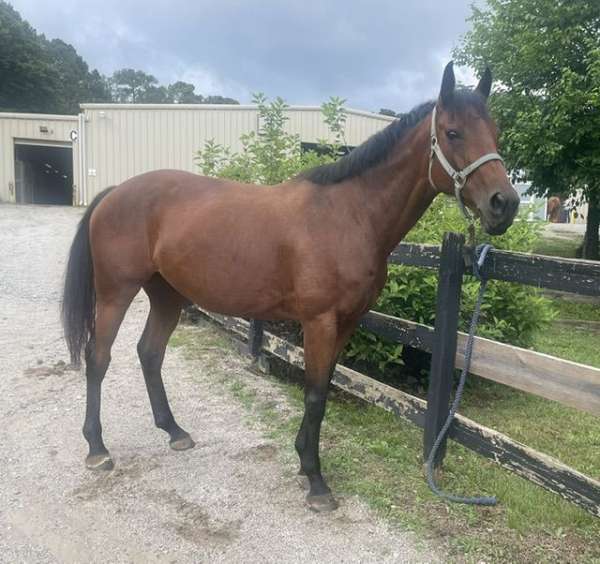 western-rider-thoroughbred-horse