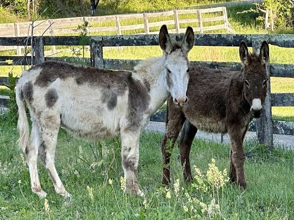 overo-donkey-mare