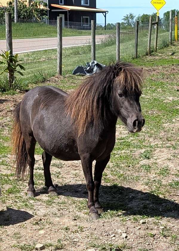 black-breeding-double-registered-horse