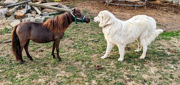 champagne-amha-amhr-filly