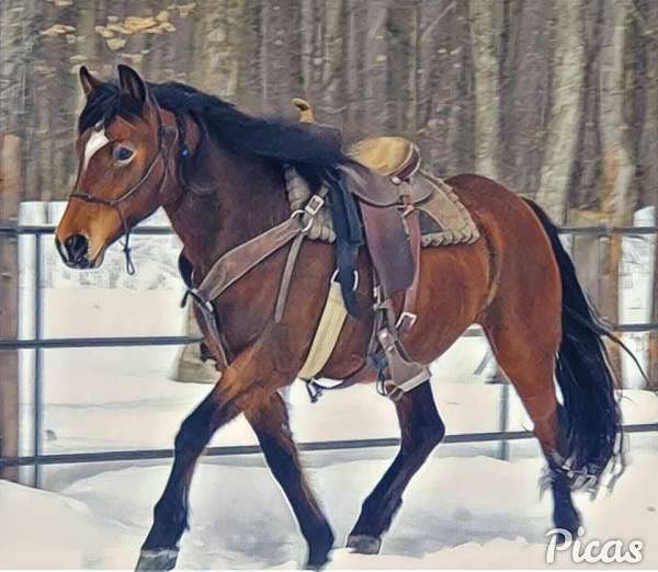 star-horse