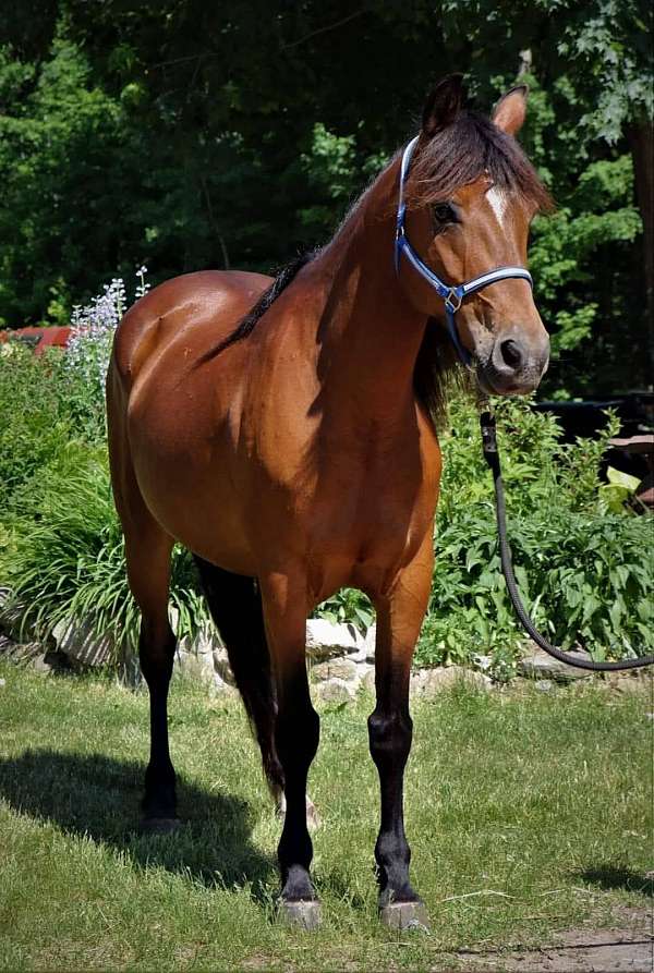 bay-star-horse