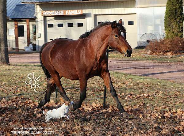 morgan-horse