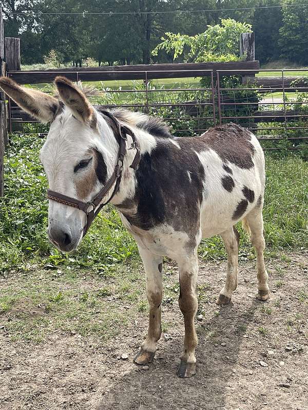 donkey-for-sale
