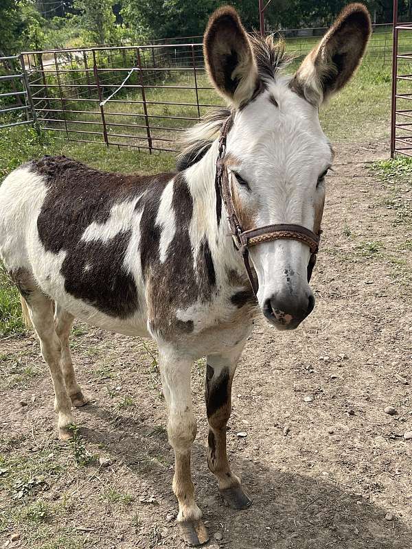donkey