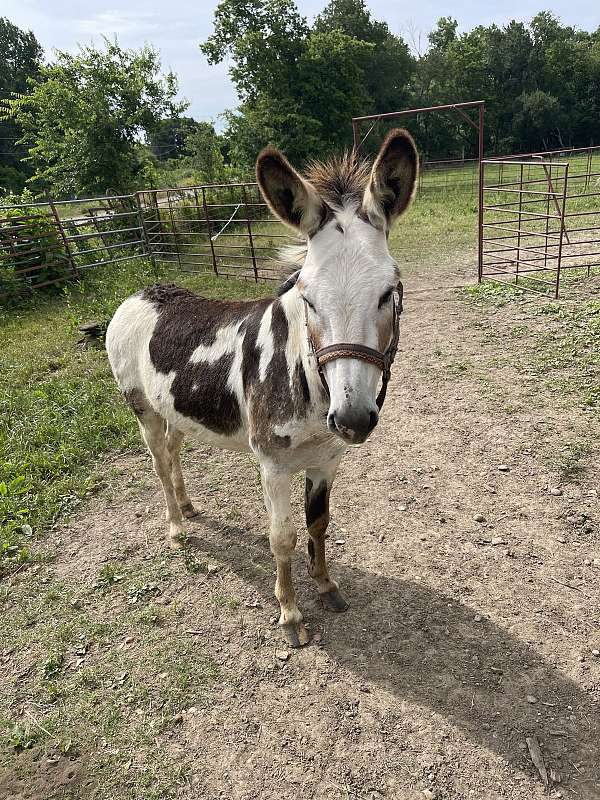 halter-spotted-horse