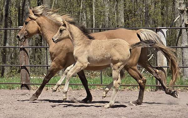 dunskin-classical-horse