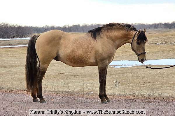 dunskin-working-equitation-horse