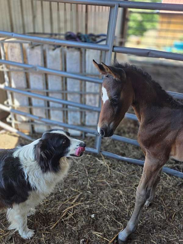 star-horse