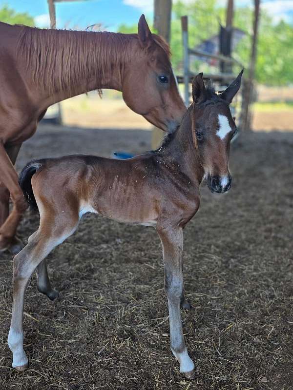 bay-star-horse
