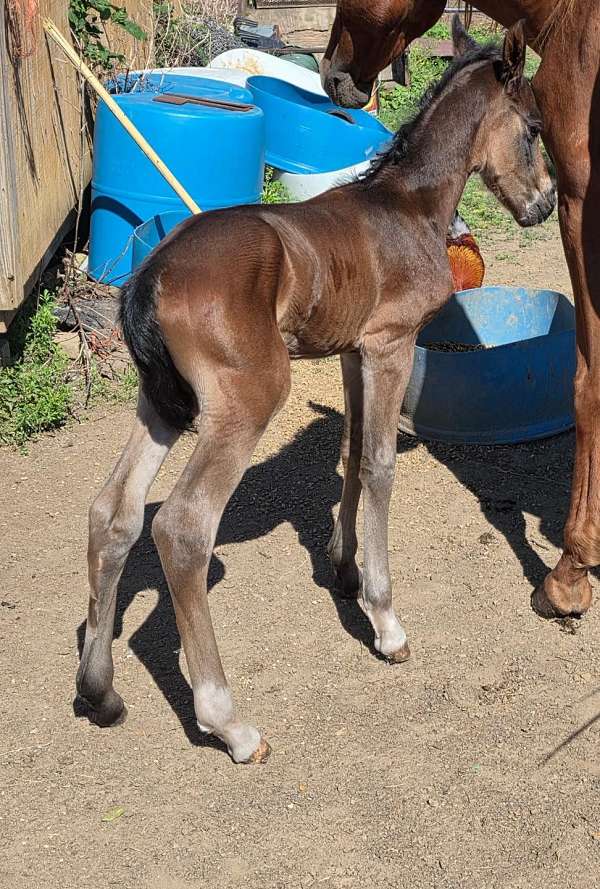all-around-andalusian-horse
