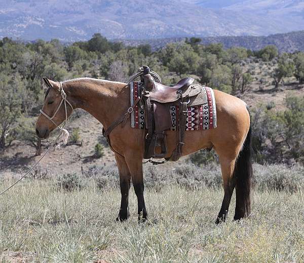 all-around-quarter-horse