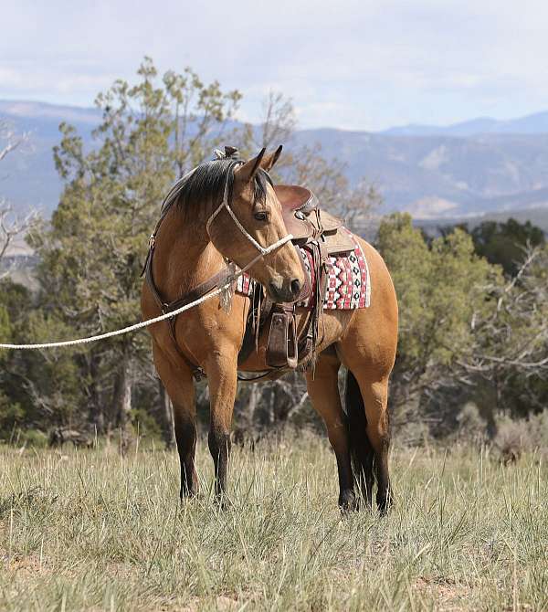 athletic-quarter-horse