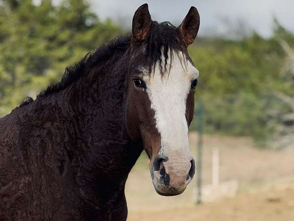 3-stockings-1-knee-marking-horse