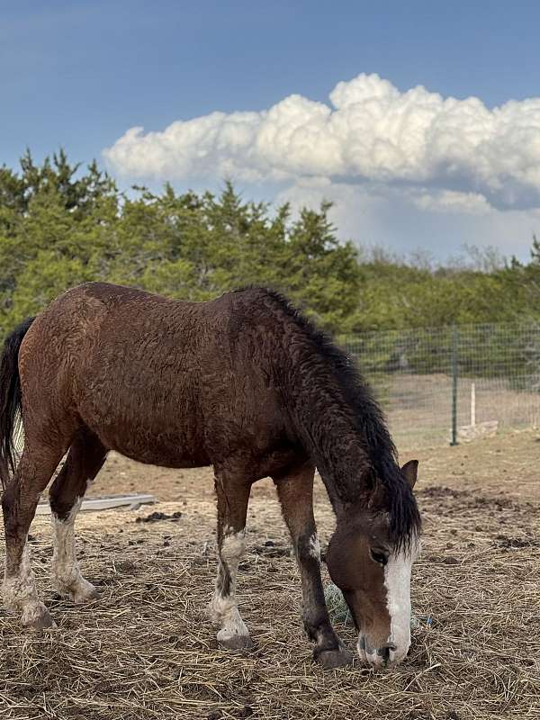 gelding-curly-horse