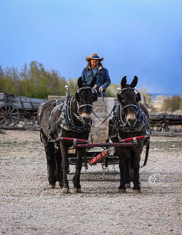 finished-mule