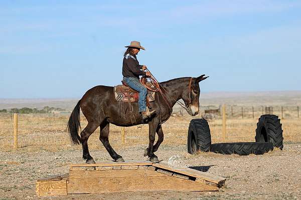 husband-safe-mule