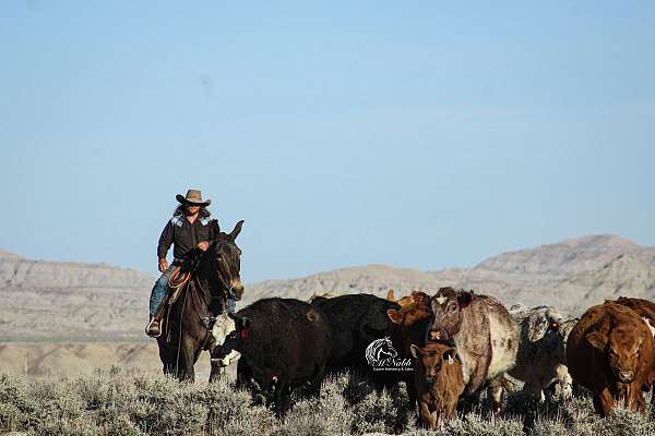 ranch-work-mule