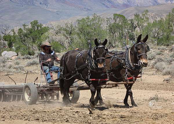 team-driving-mule