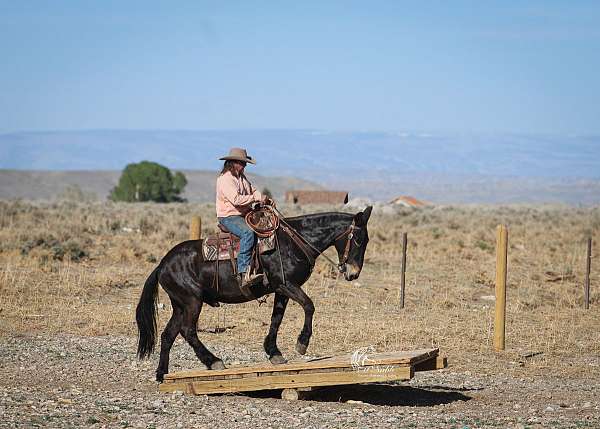 trail-mule